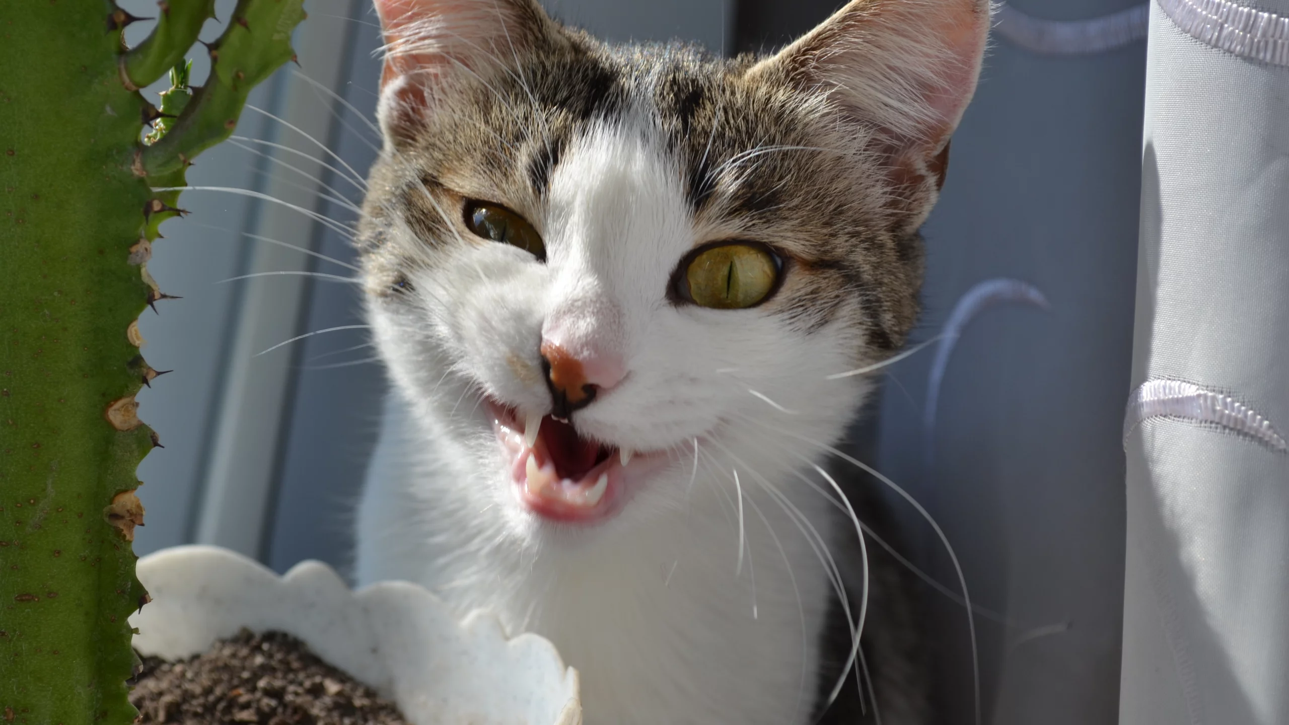кот, кошка