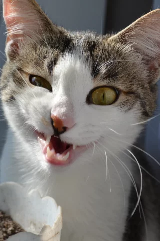 кот, кошка