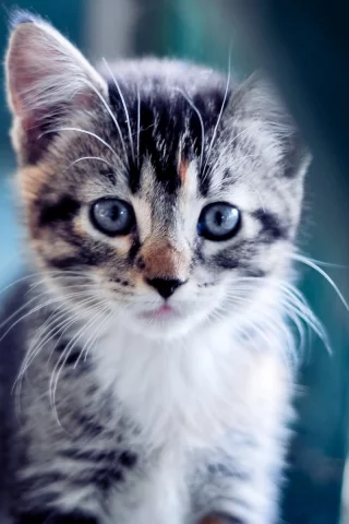взгляд, котенок, голубой, кошки, кошка