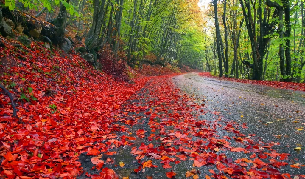 , leaves, roads, nature, autumn, trees, landscapes, grass, forest