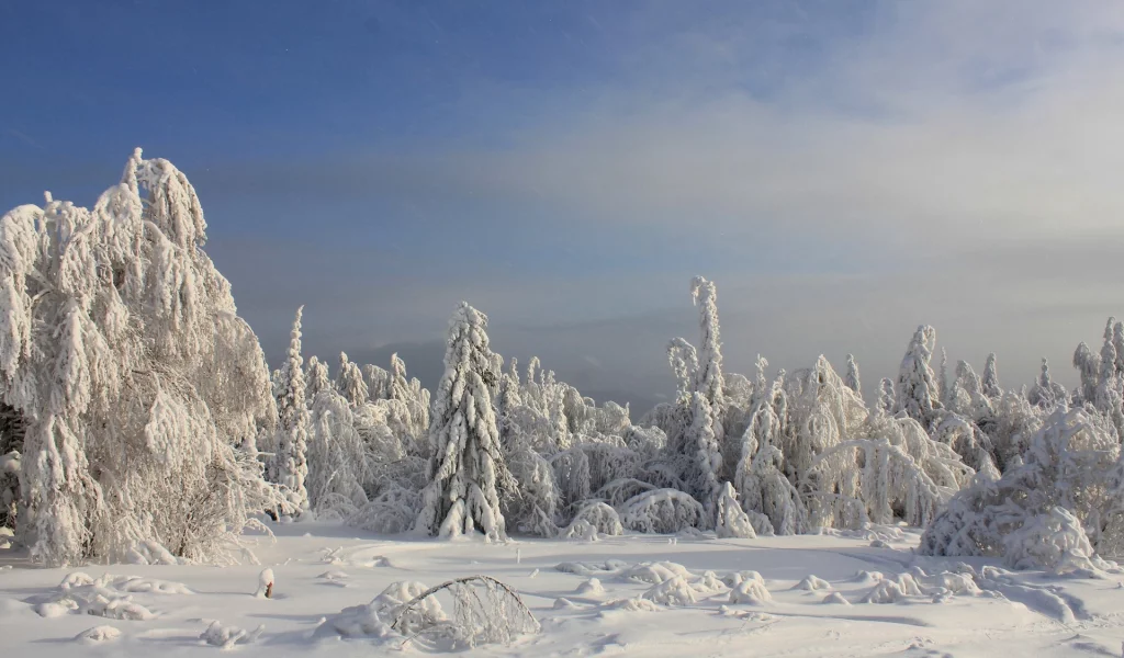 nature, природа