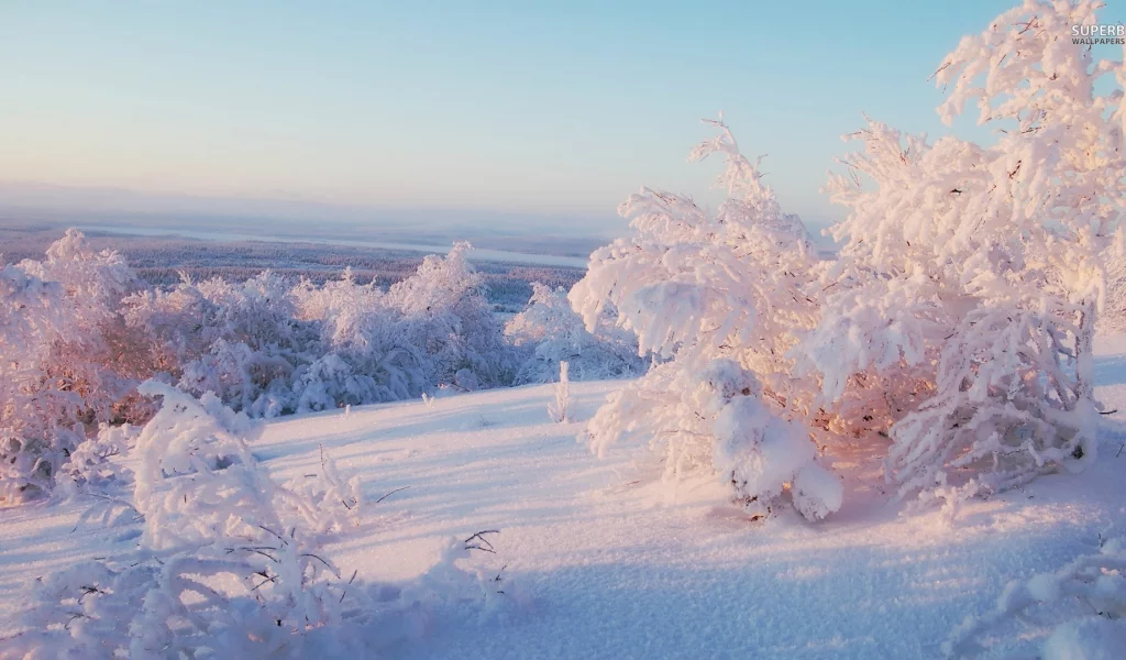 trees, frost, snowy trees, nature, ice, snow, 