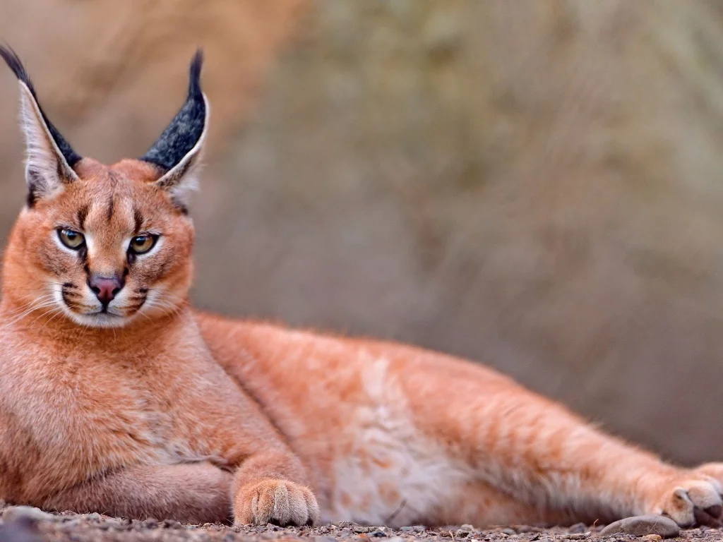 каракал, lynx, caracal, animals, рысь, животных