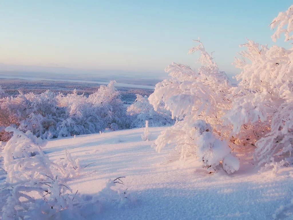 trees, frost, snowy trees, nature, ice, snow, 
