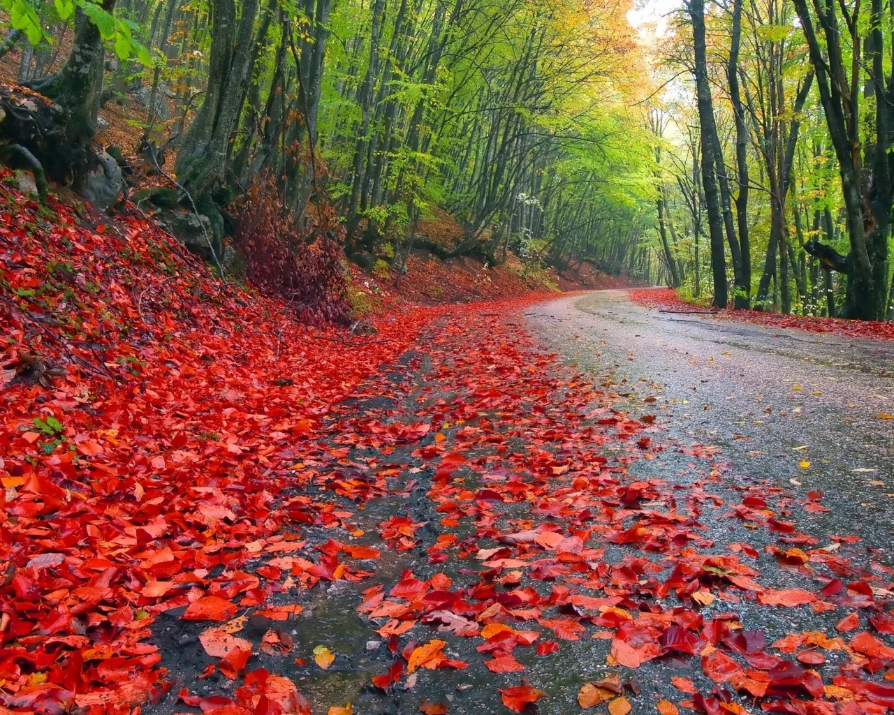 , leaves, roads, nature, autumn, trees, landscapes, grass, forest