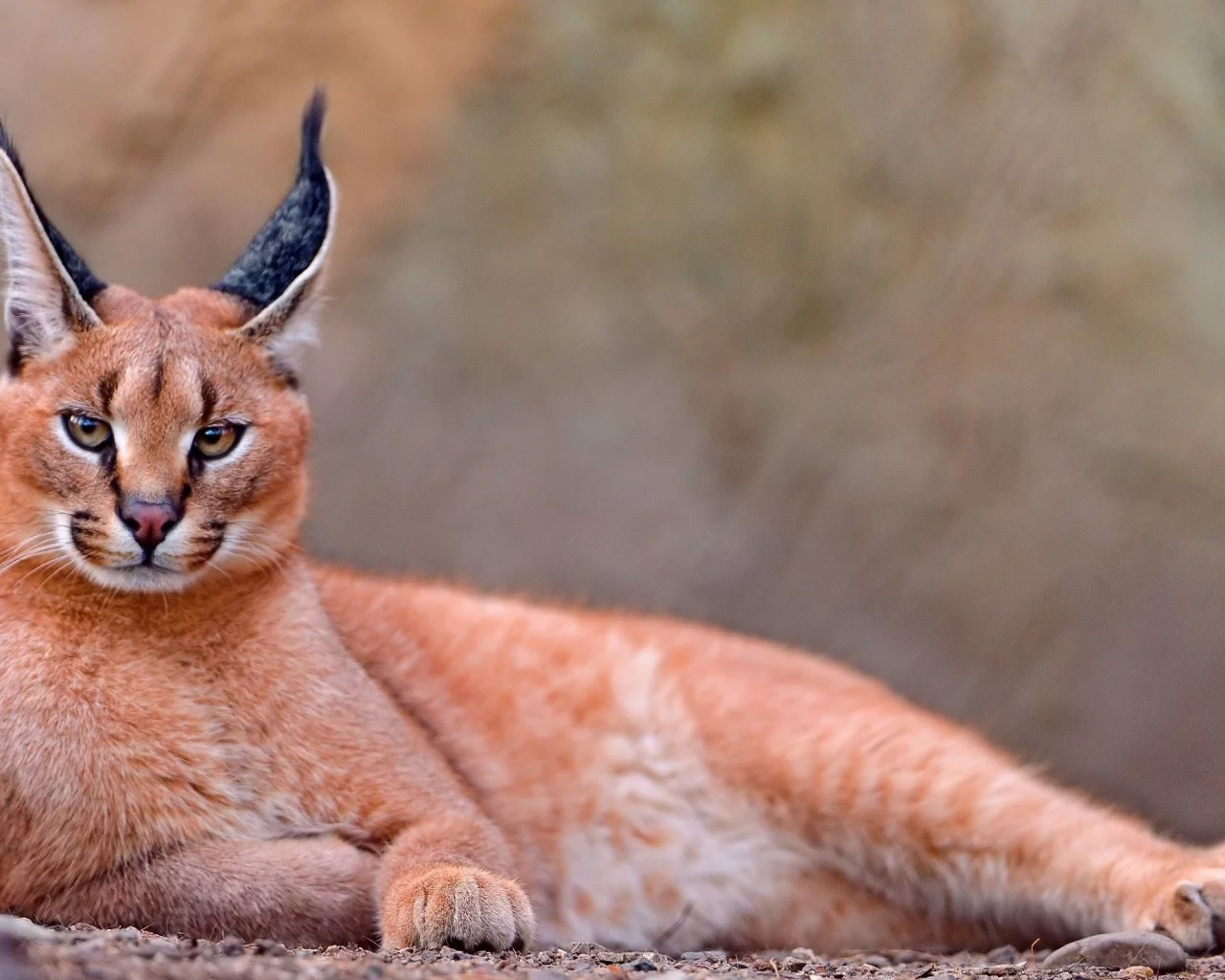 каракал, lynx, caracal, animals, рысь, животных