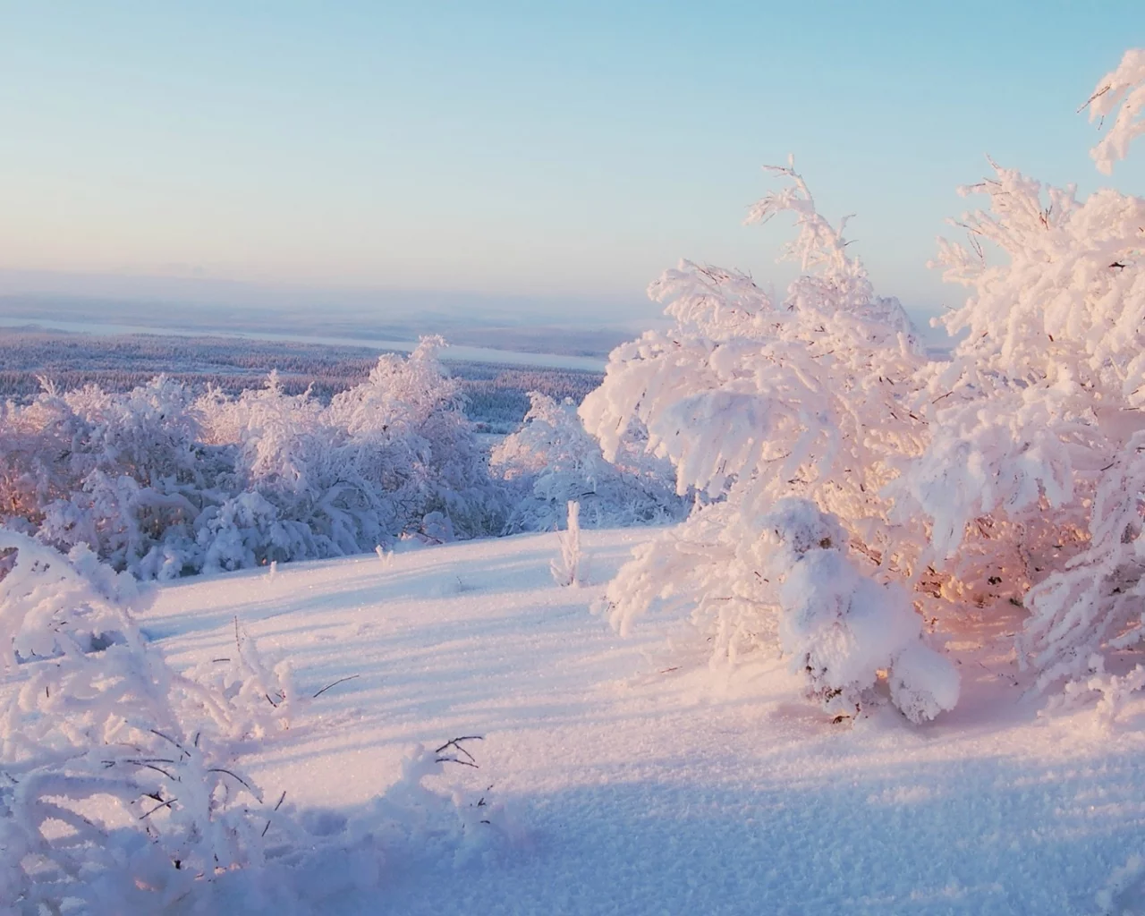 trees, frost, snowy trees, nature, ice, snow, 