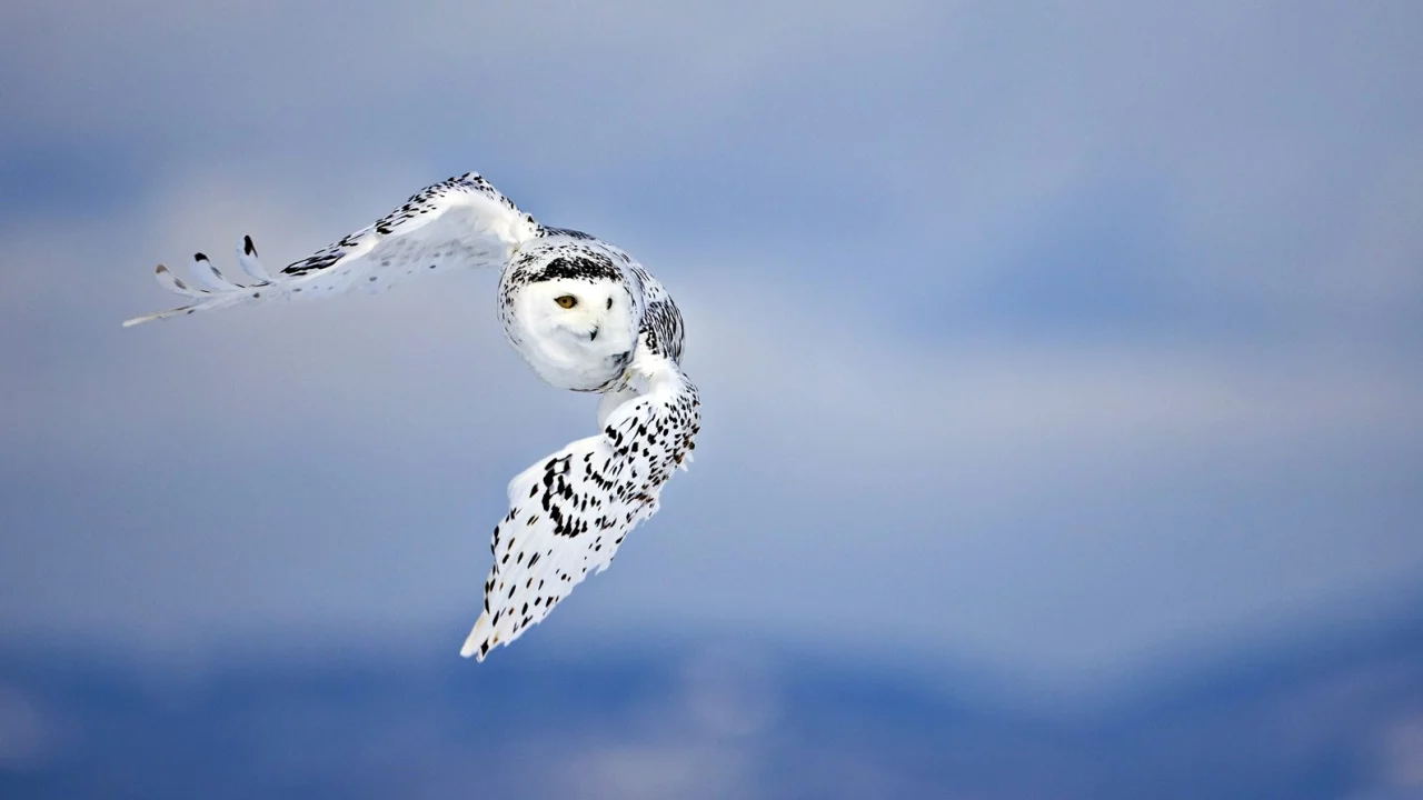 owls, nature, животные, animals, природа, небо, skies, совы, birds, птицы