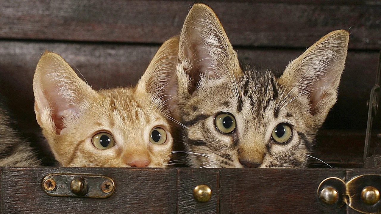 animals, животные