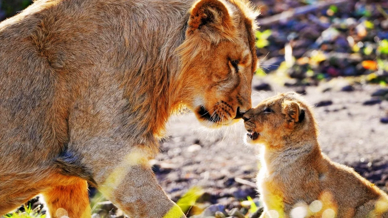 lions, , animals, sunlight, king