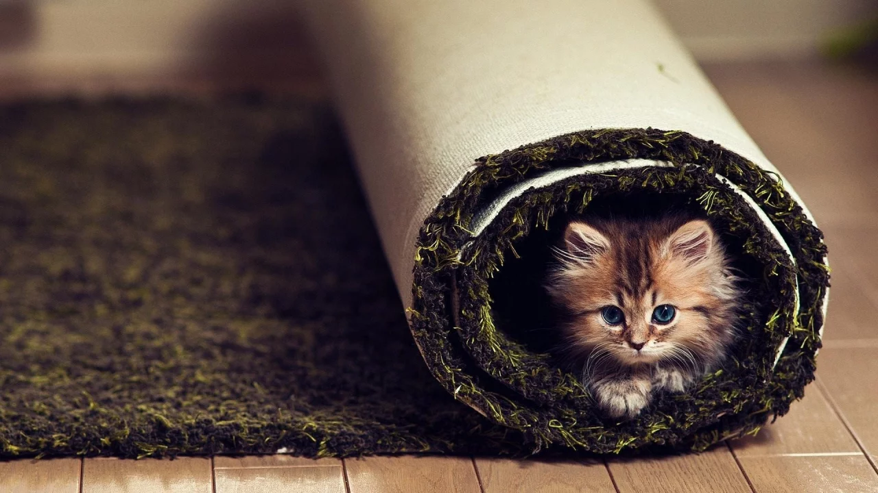 ковре, кошки, animals, carpet, котята, pets, домашние животные, животные, cats, kittens