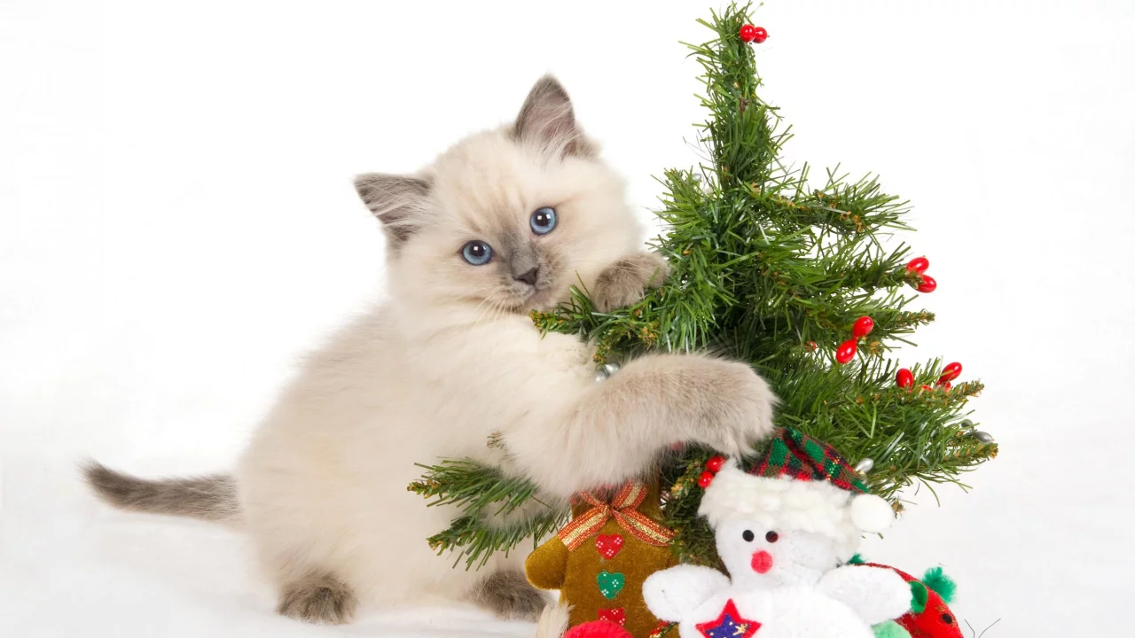 , animals