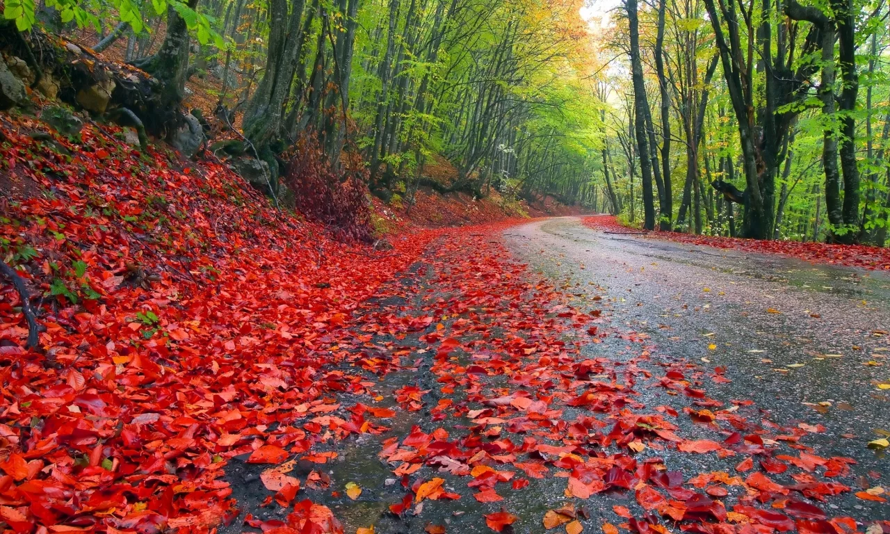 , leaves, roads, nature, autumn, trees, landscapes, grass, forest