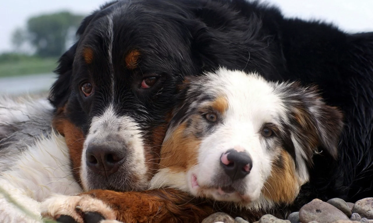 animals, животные