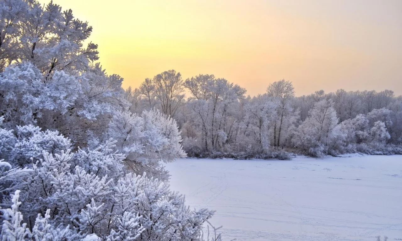зима, снег, кустарники, trees, winter, snow, bushes, деревья