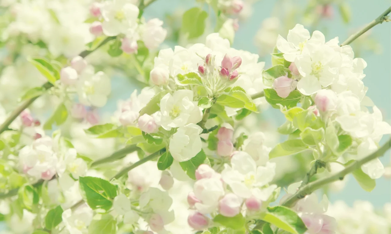 цветы, flowers