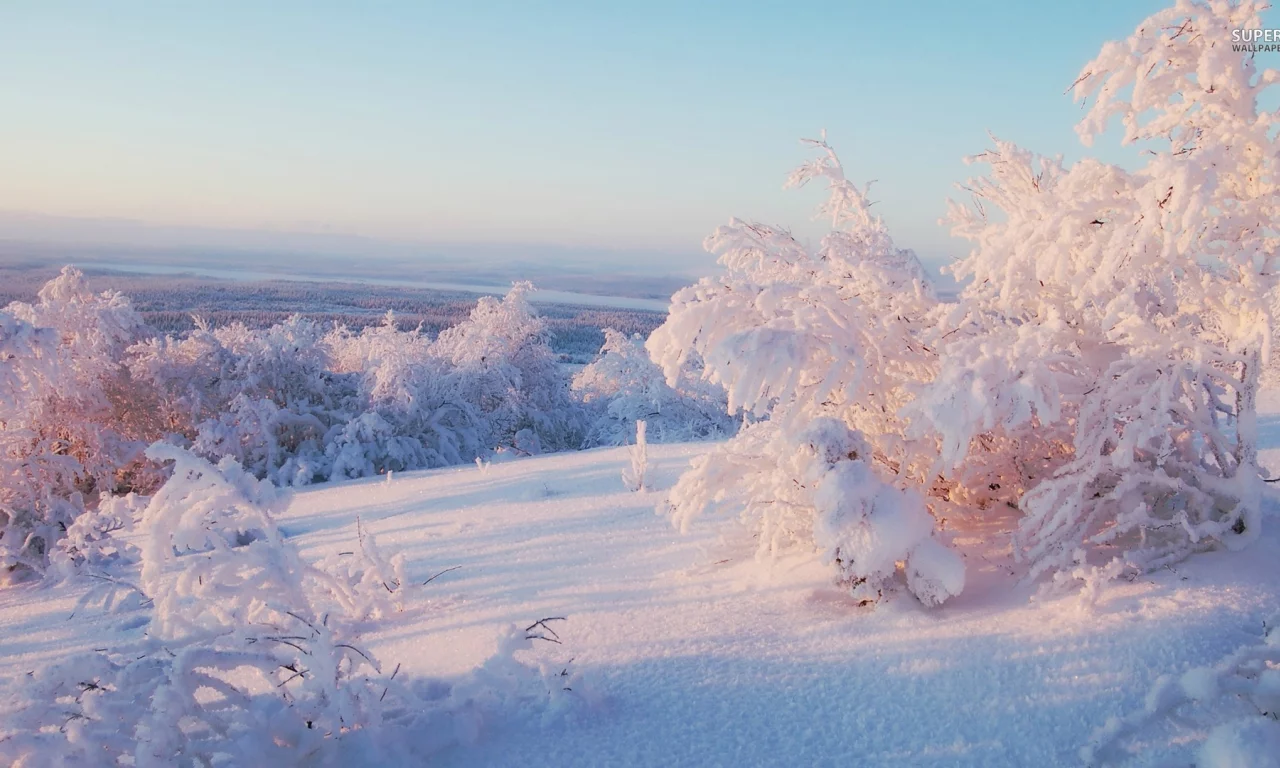 trees, frost, snowy trees, nature, ice, snow, 