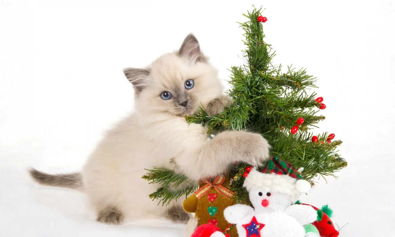 , animals