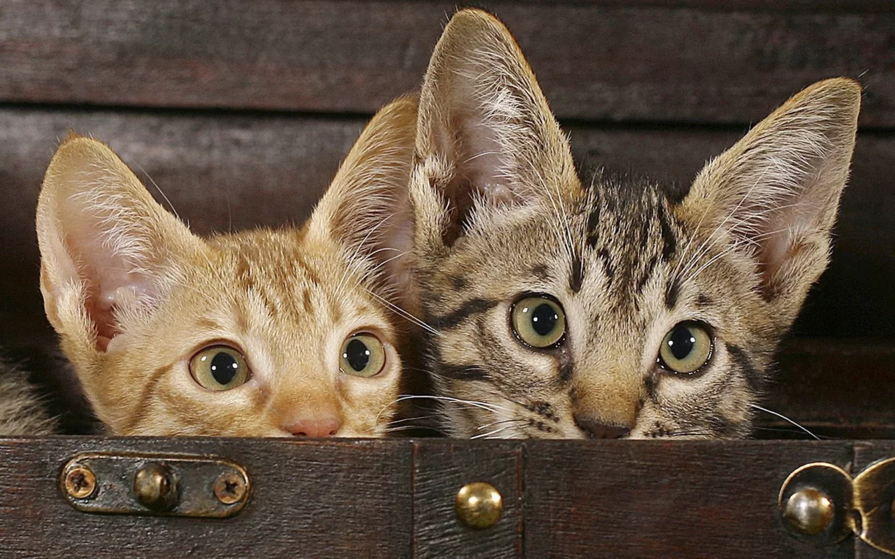 animals, животные