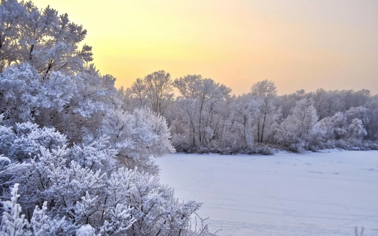 зима, снег, кустарники, trees, winter, snow, bushes, деревья
