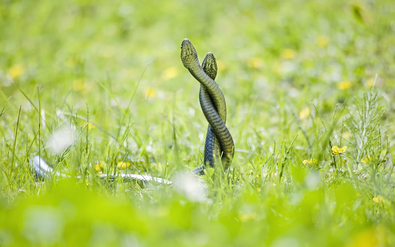 змей, nature, скрученные, embrace, рептилий, snakes, grass, природа, twisted, объятия, reptiles, трава
