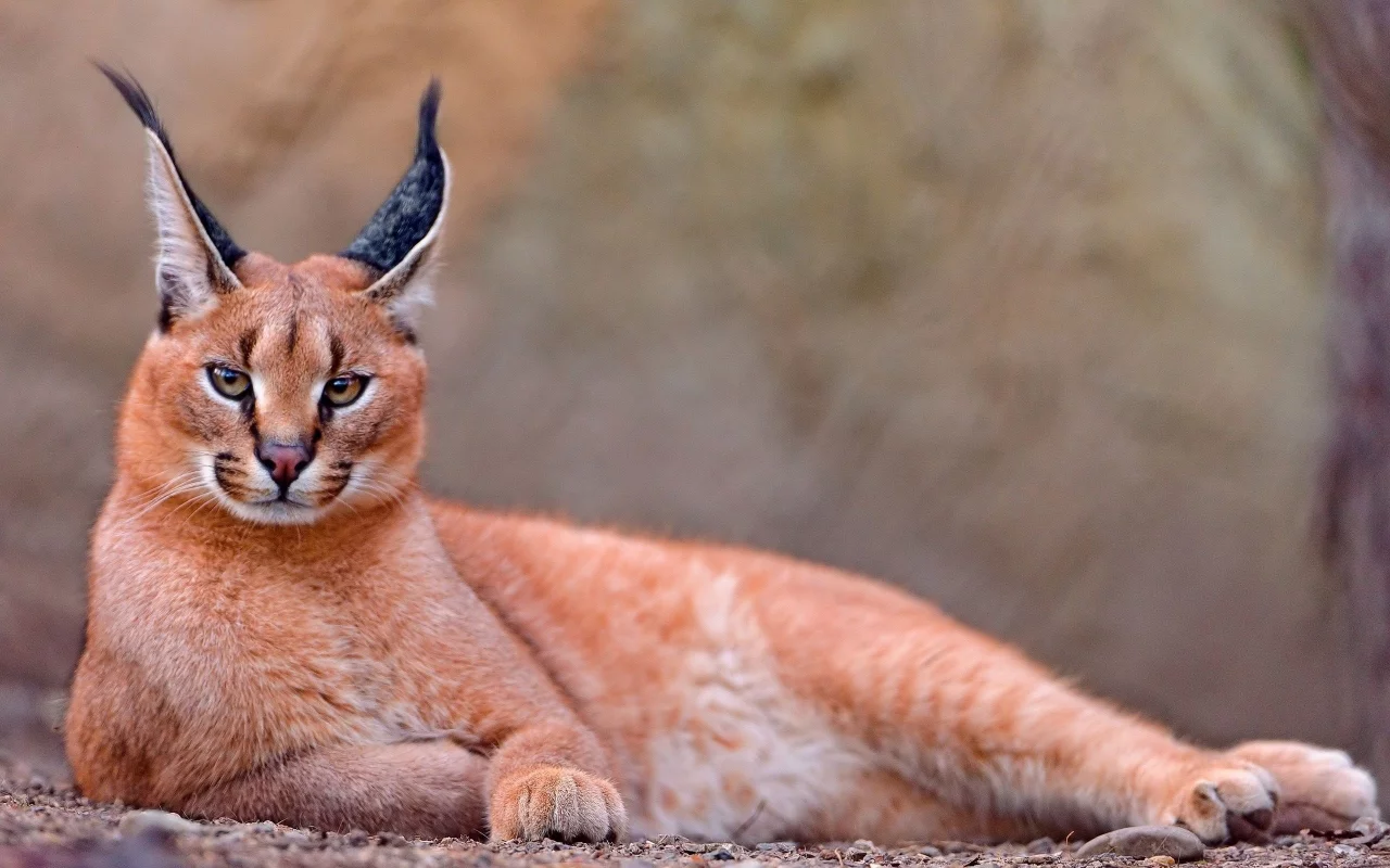 каракал, lynx, caracal, animals, рысь, животных