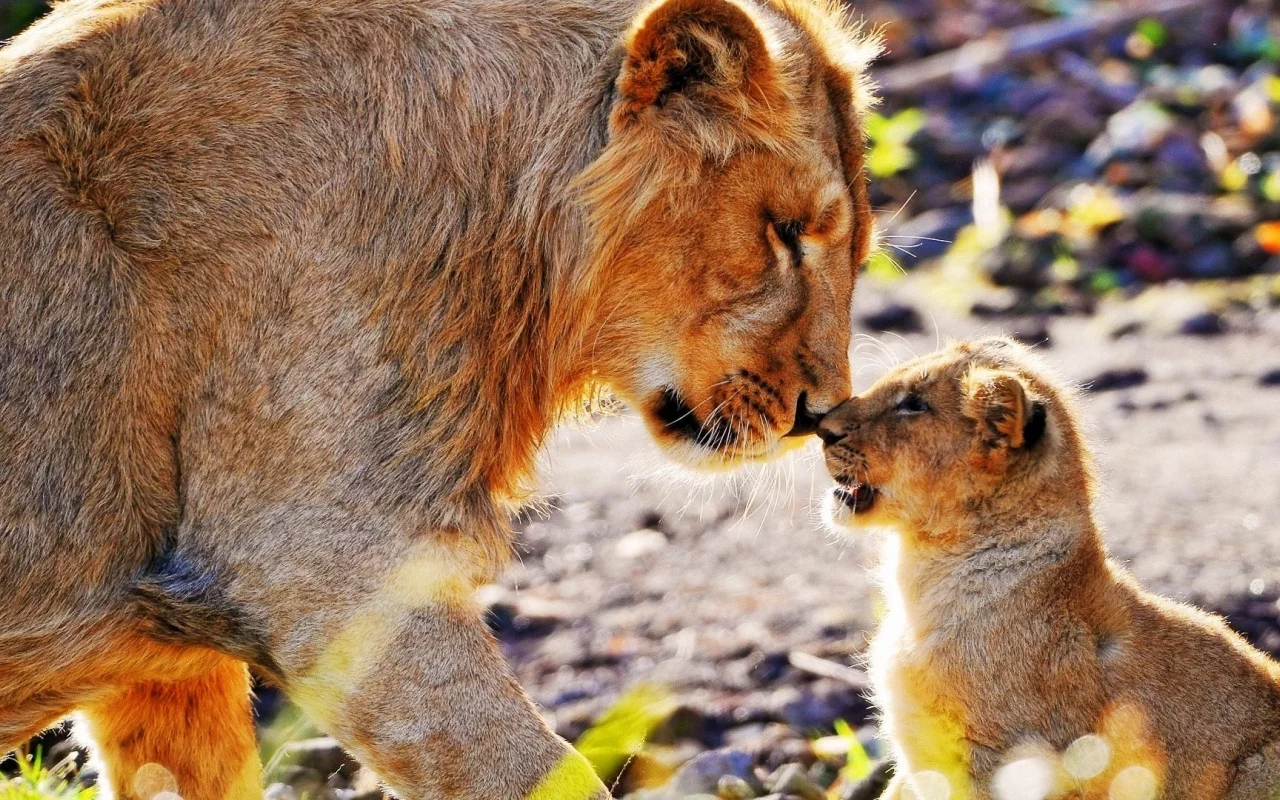 lions, , animals, sunlight, king