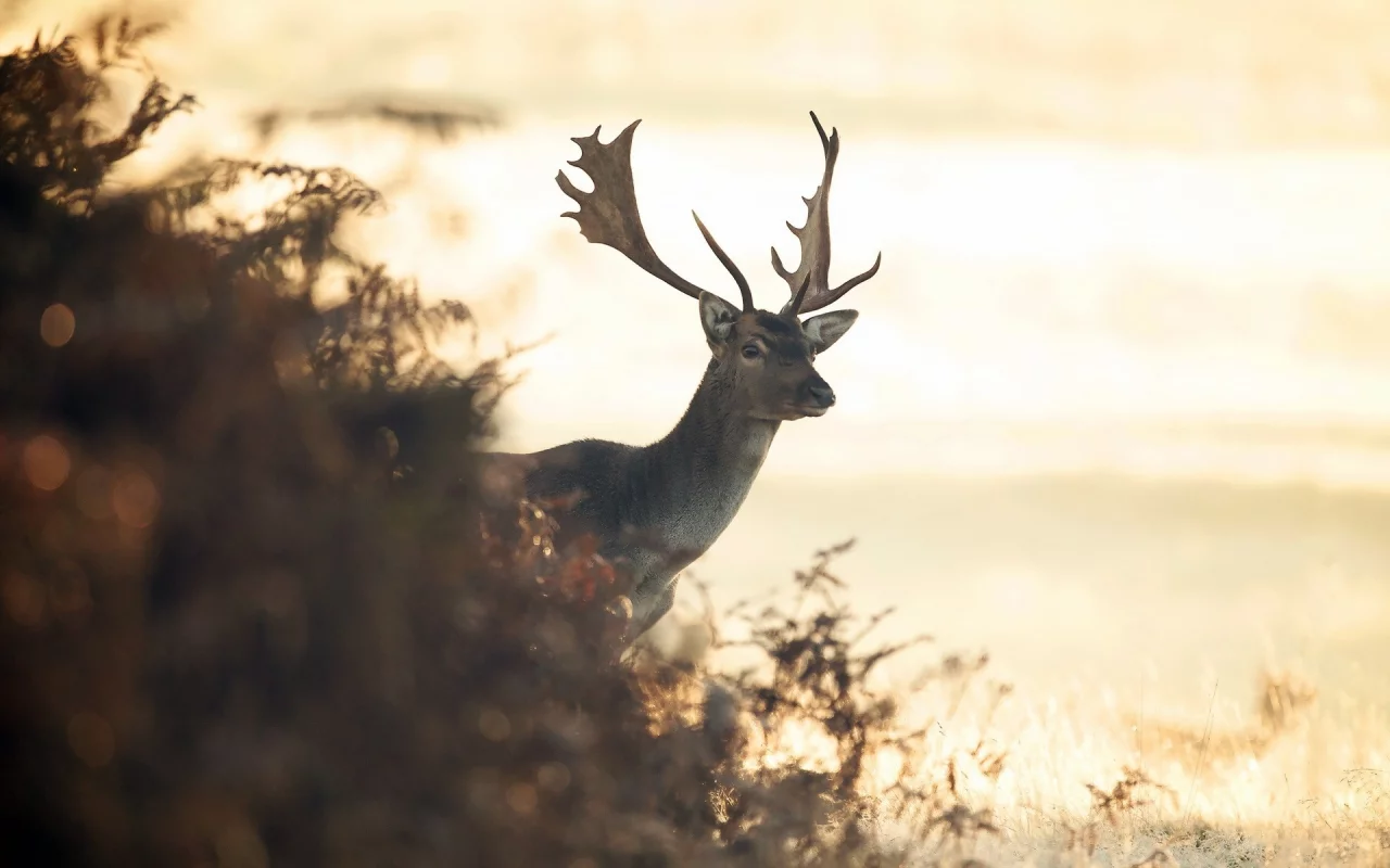 олени, животные, animals, deer