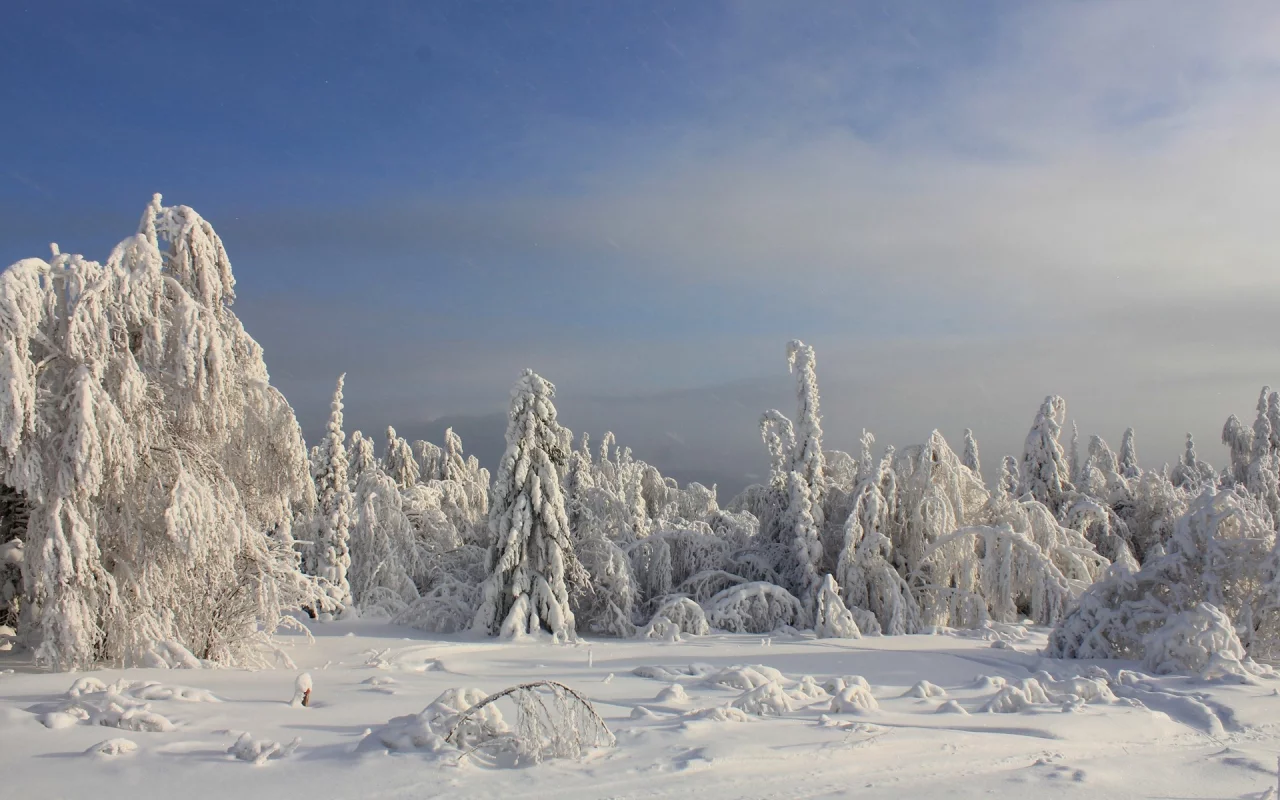 nature, природа