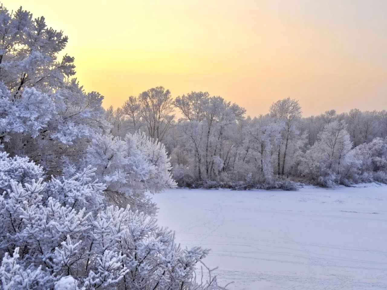 зима, снег, кустарники, trees, winter, snow, bushes, деревья