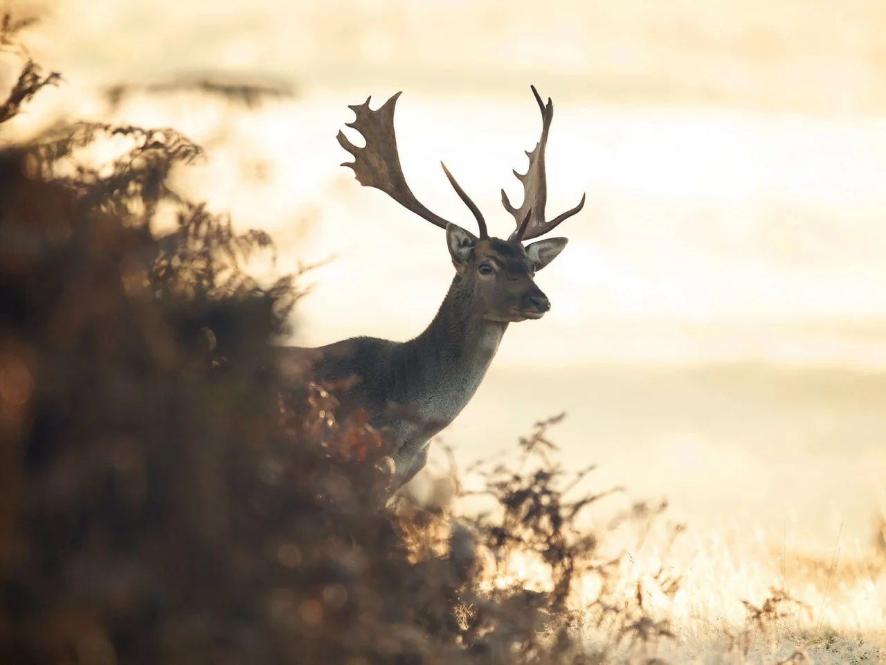олени, животные, animals, deer