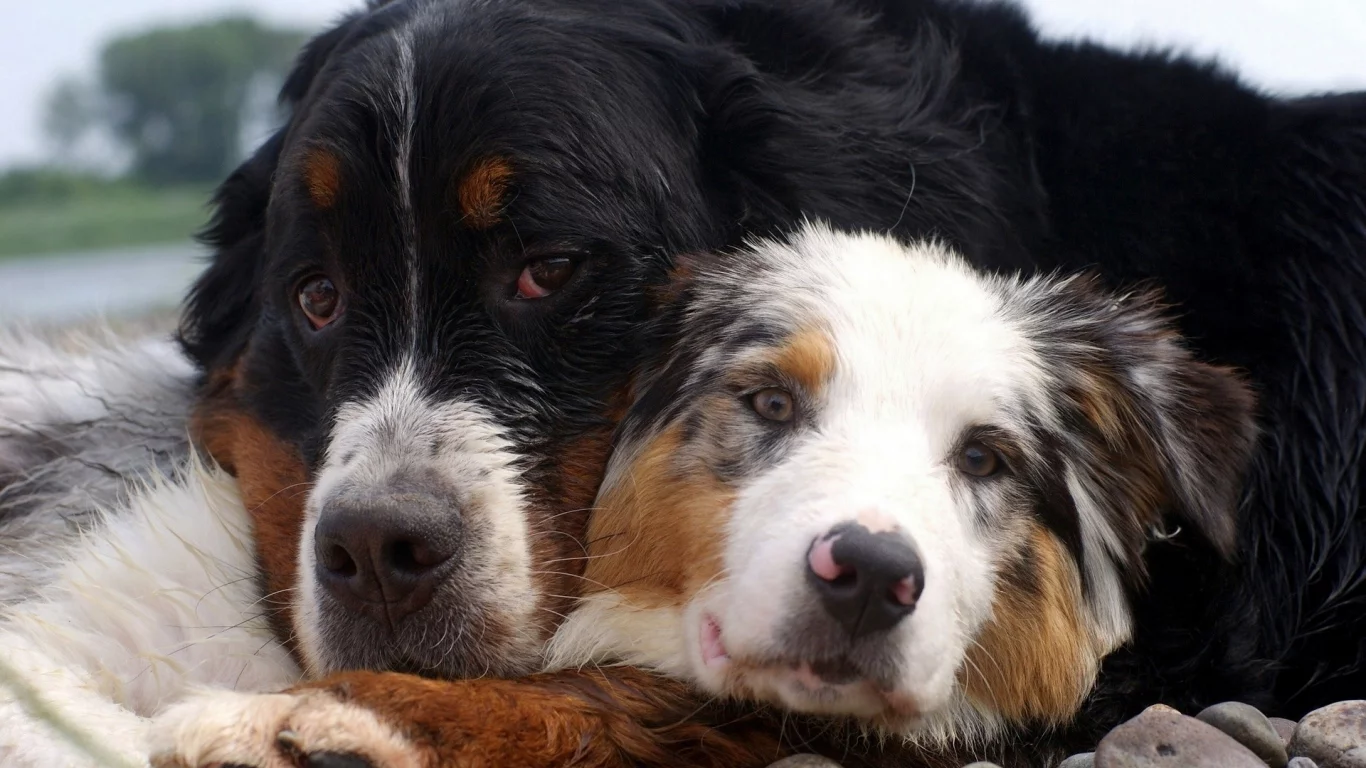 animals, животные