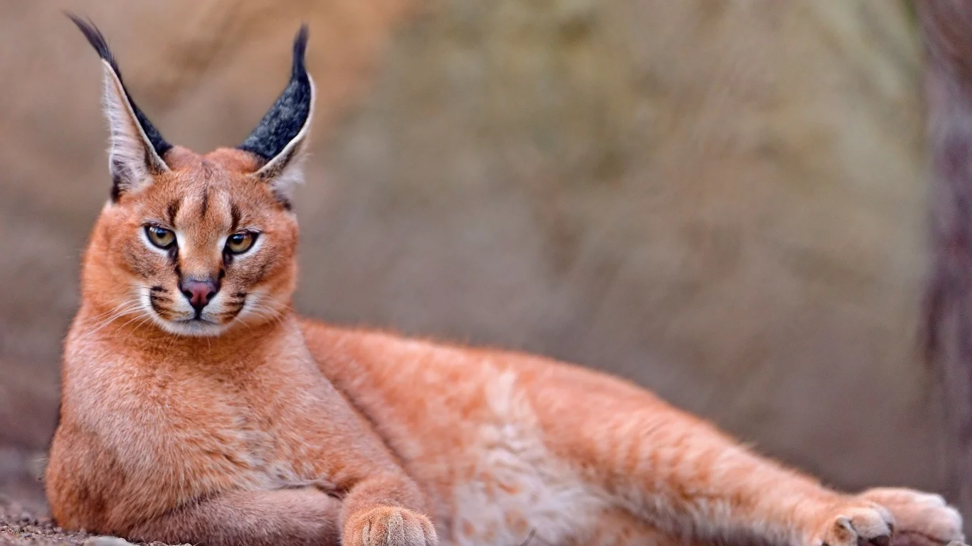 каракал, lynx, caracal, animals, рысь, животных