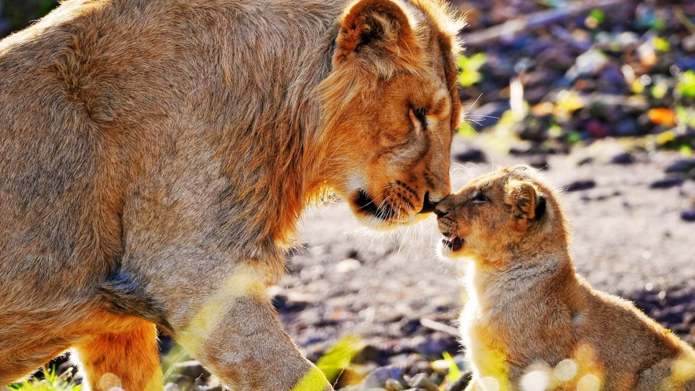 lions, , animals, sunlight, king