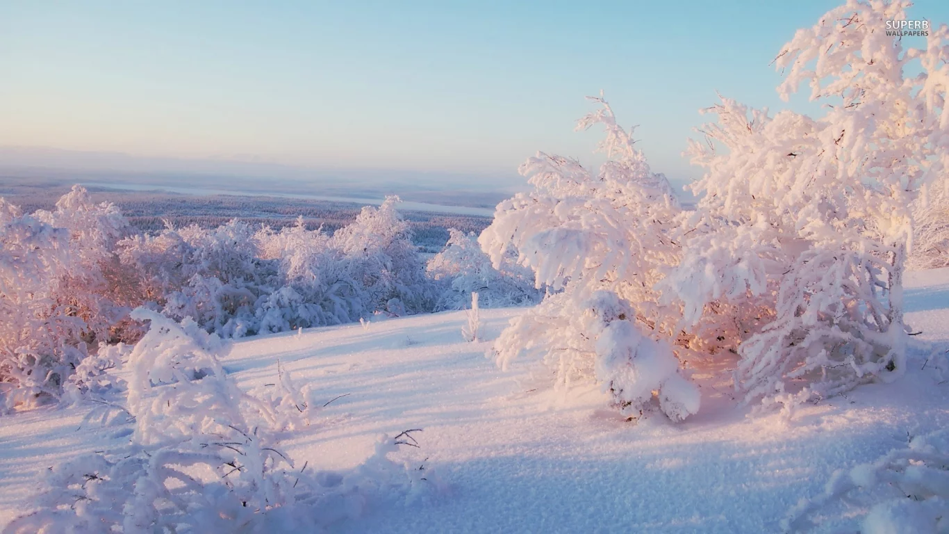 trees, frost, snowy trees, nature, ice, snow, 