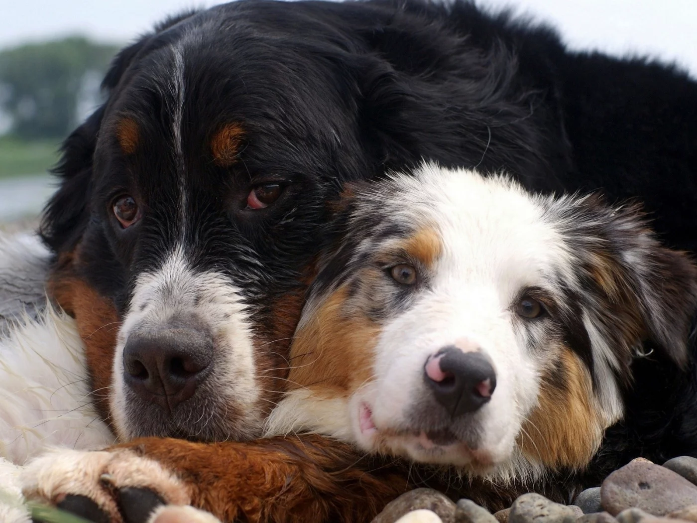 animals, животные