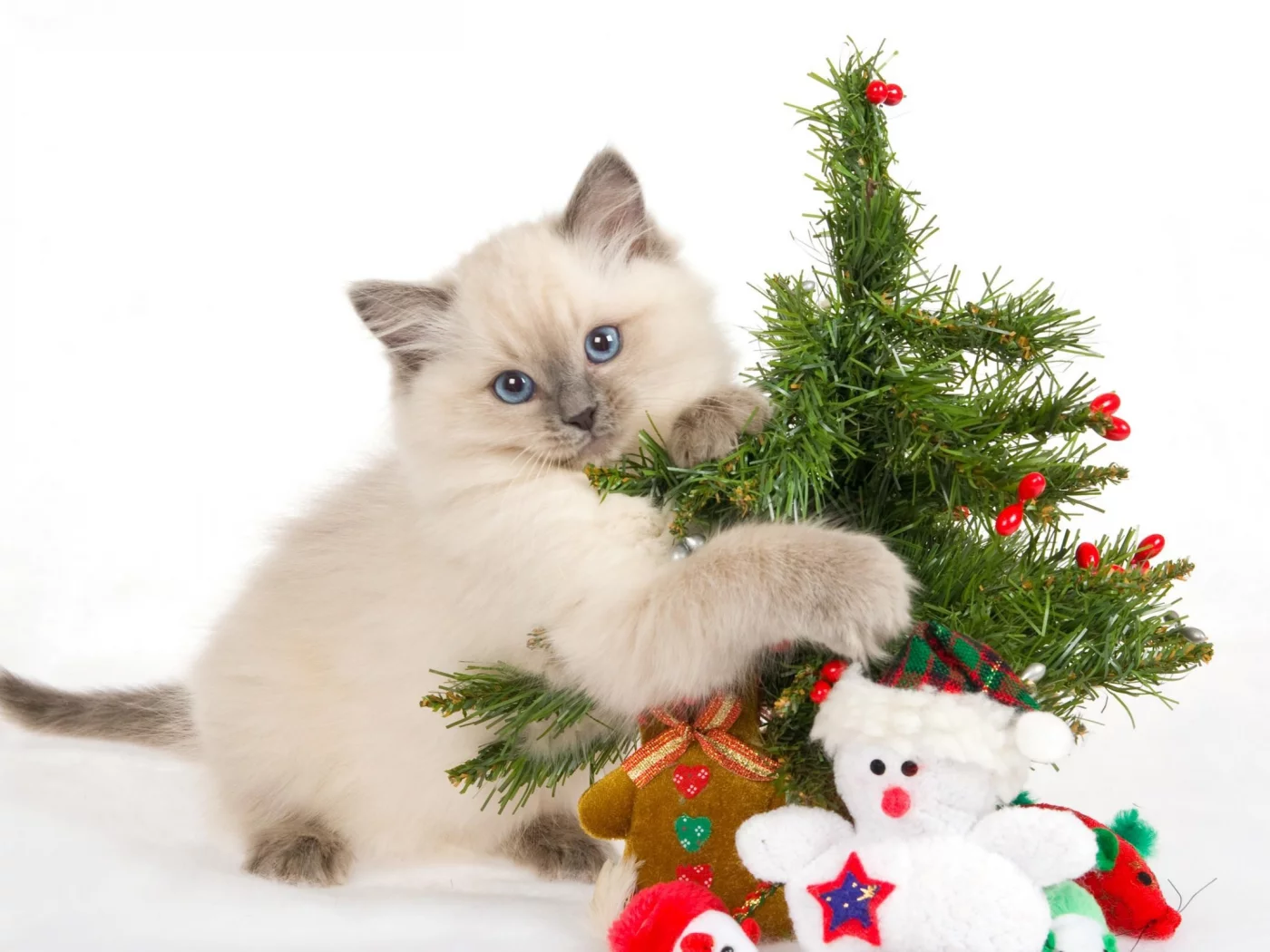 , animals