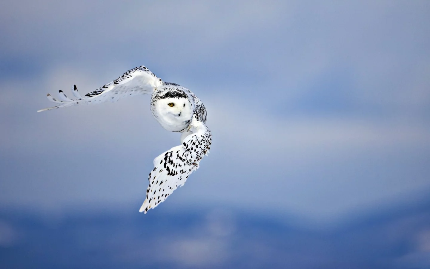 owls, nature, животные, animals, природа, небо, skies, совы, birds, птицы