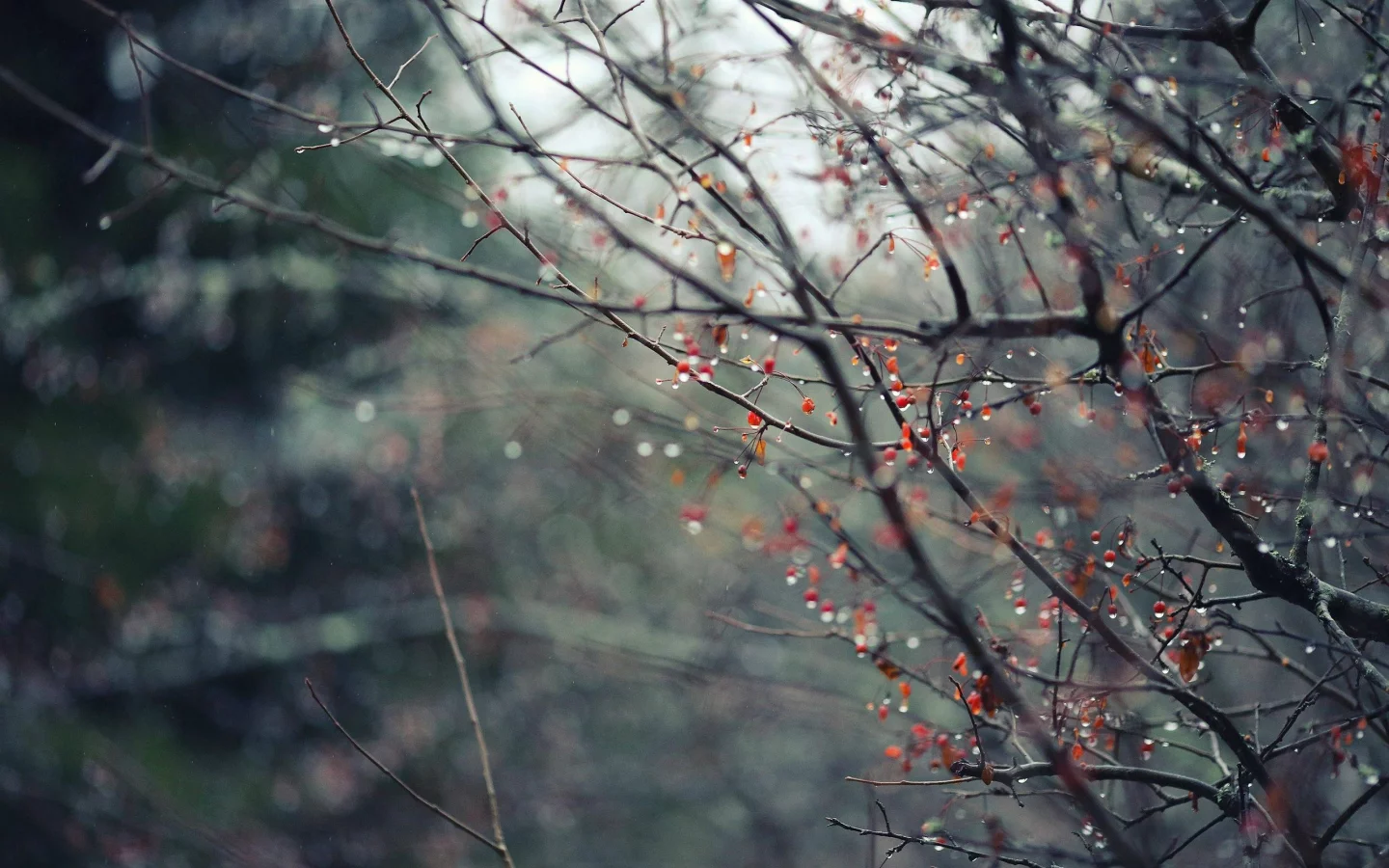 флоры, Flora, капли воды, water drops