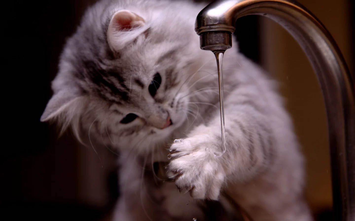 paws, cats, animals, water, вода, kittens, животные, котята, лапы, кошки