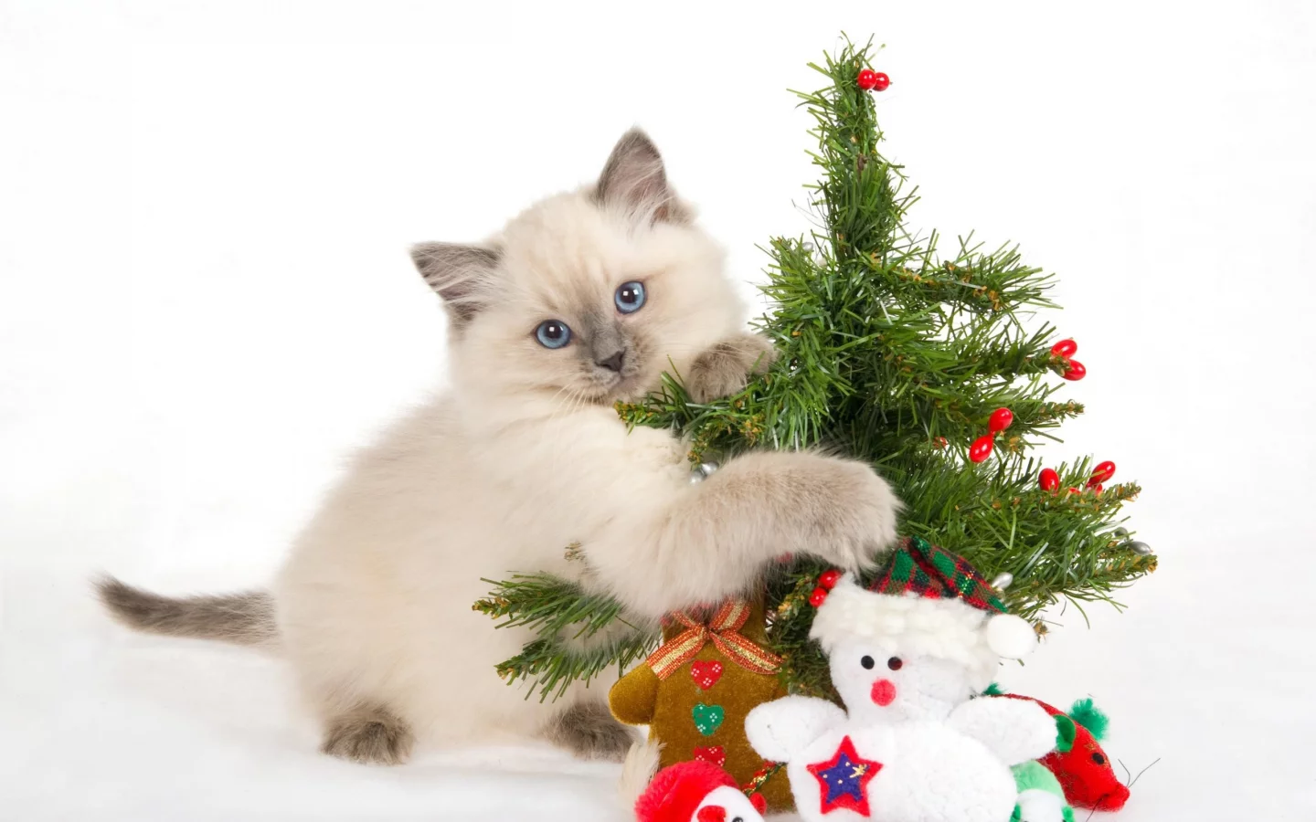 , animals