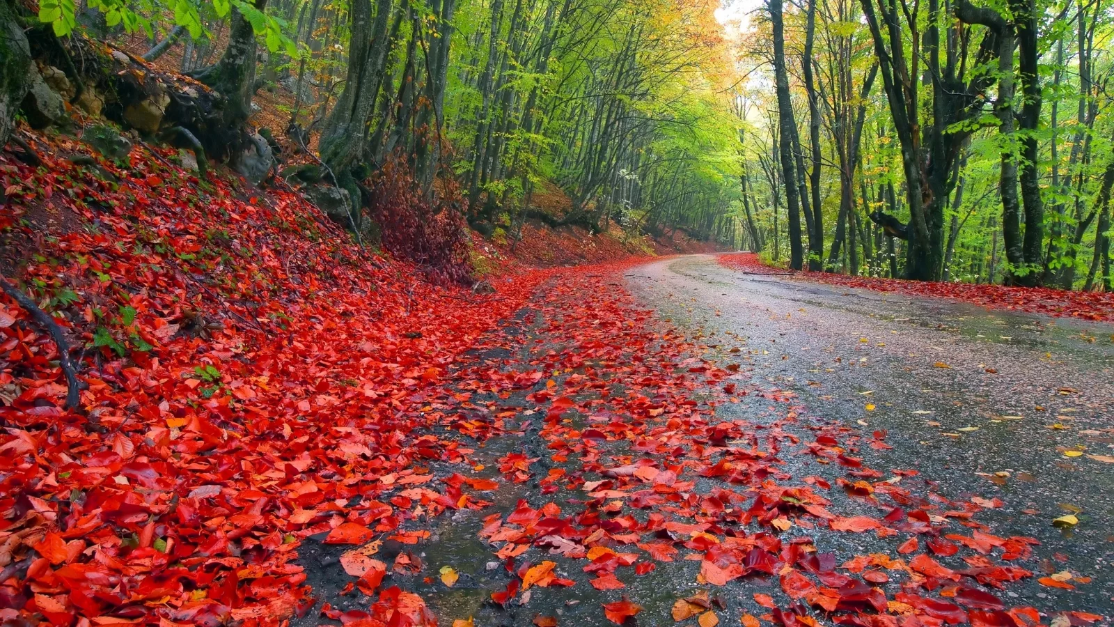 , leaves, roads, nature, autumn, trees, landscapes, grass, forest