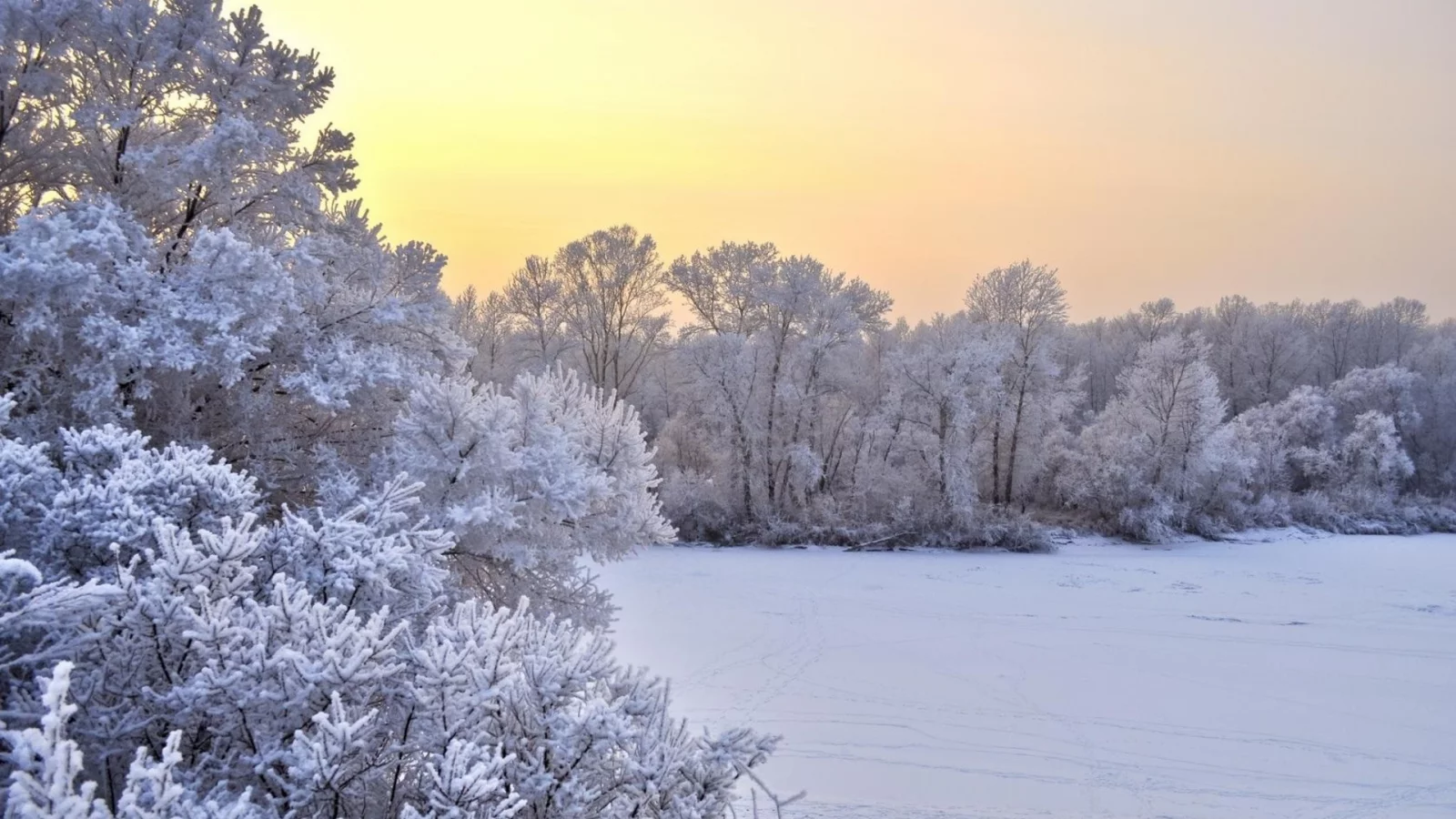 зима, снег, кустарники, trees, winter, snow, bushes, деревья
