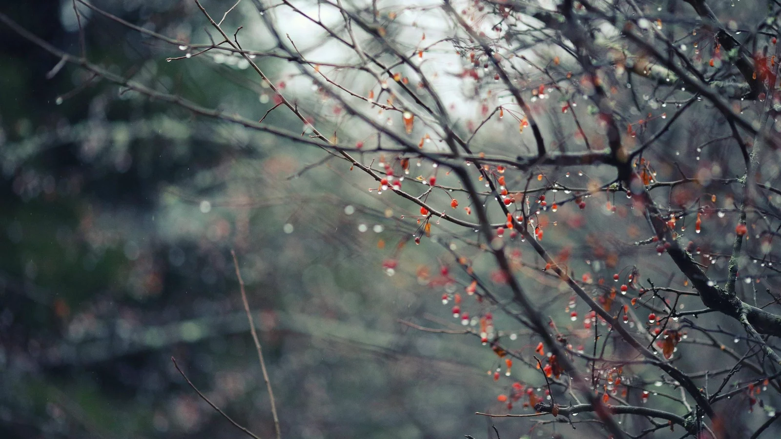 флоры, Flora, капли воды, water drops