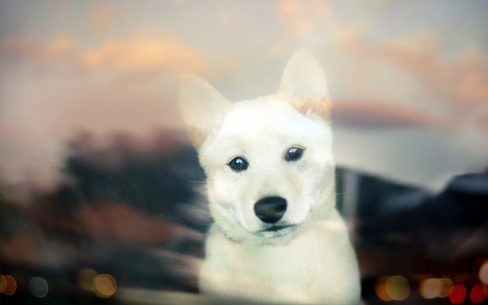 собака, bokeh, взгляд, puppy, shiba inu, щенок, white