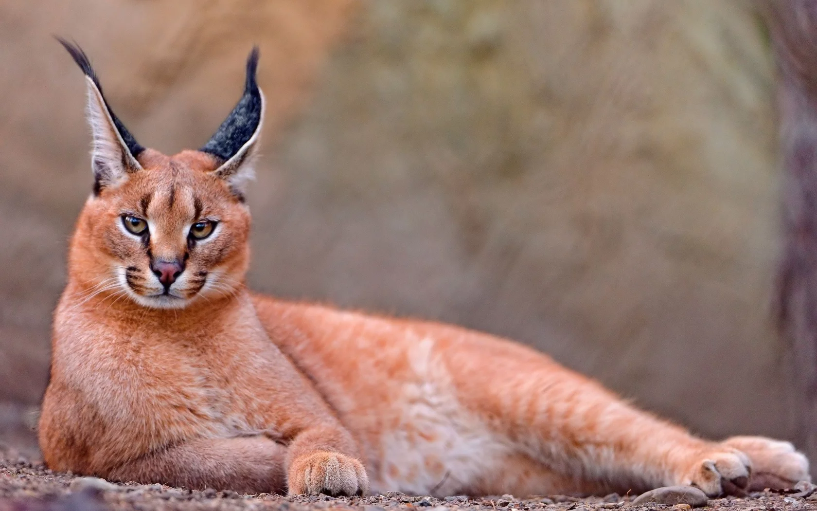 каракал, lynx, caracal, animals, рысь, животных