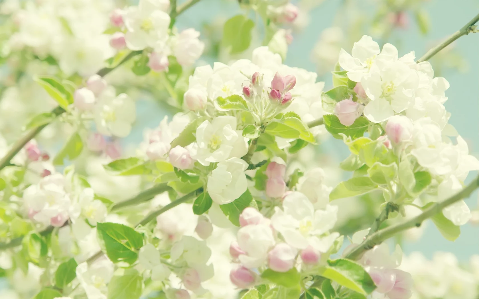 цветы, flowers