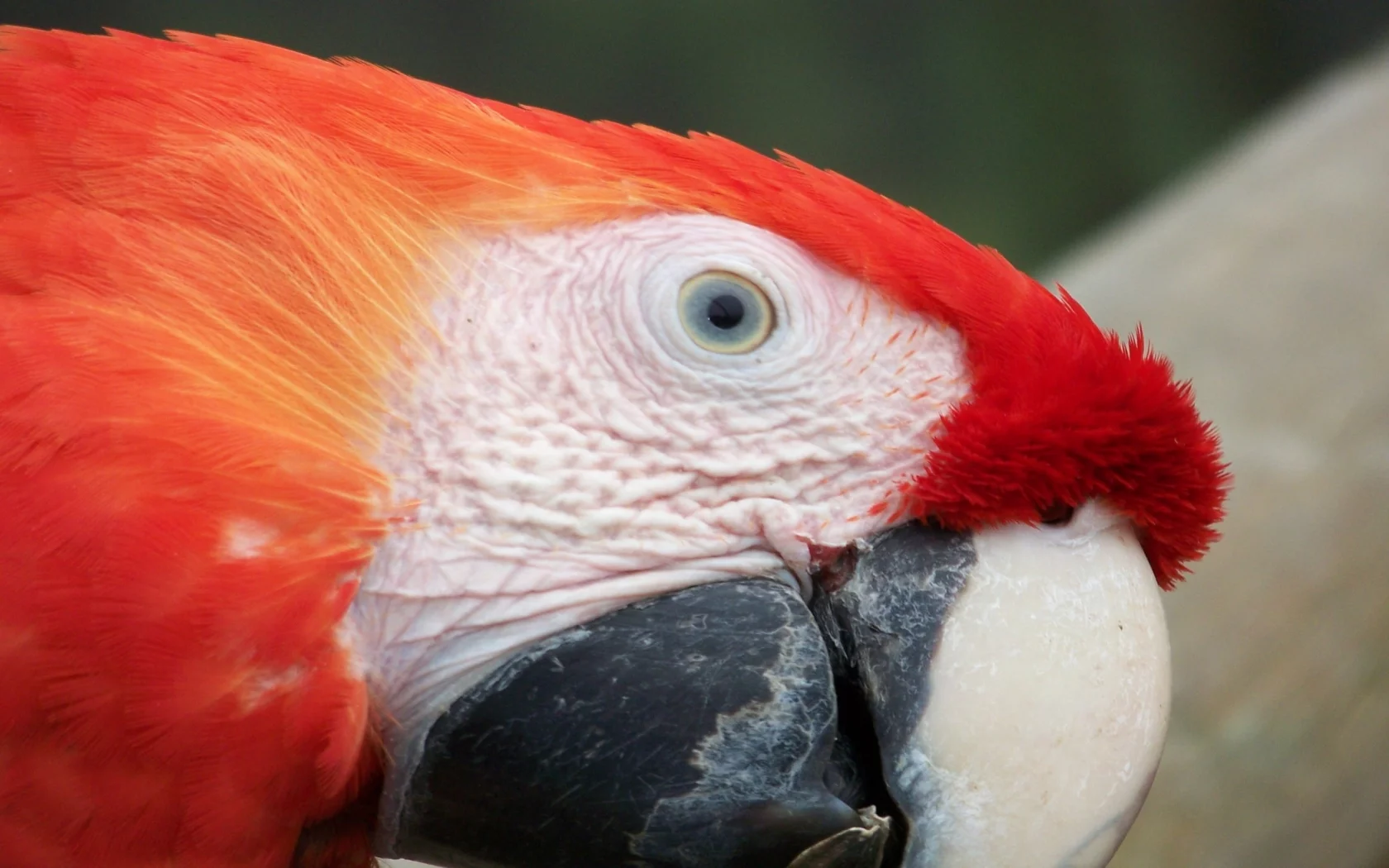 Bird, Parrot, Chick