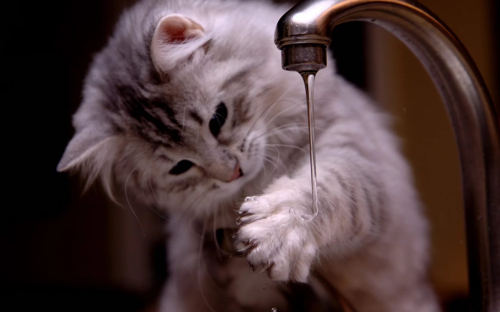 paws, cats, animals, water, вода, kittens, животные, котята, лапы, кошки