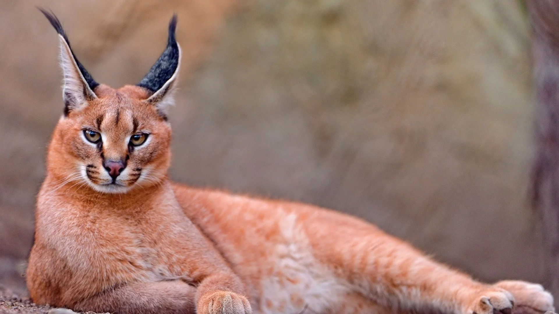 каракал, lynx, caracal, animals, рысь, животных